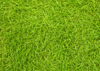 Top những loại cỏ cảnh quan phổ biến nhất