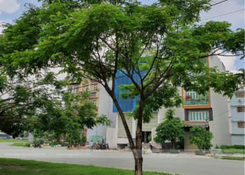 Các loại cây công trình đô thị được trồng phổ biến ở Tp.HCM