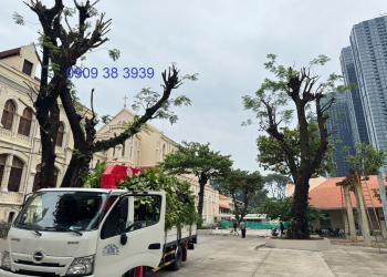 Cắt Tỉa Cây Xanh Mùa Mưa Bão